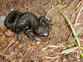 detail of a small black salamander