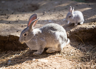 Hares on the ground in the wild