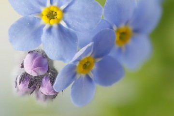 Woodland  forget-me-not