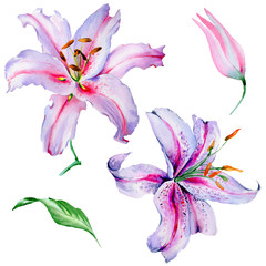 Wildflower lily flower in a watercolor style isolated.