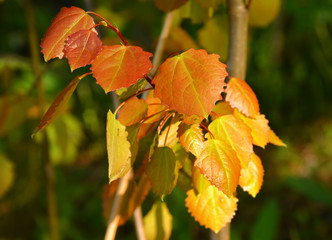 Young aspen leaves