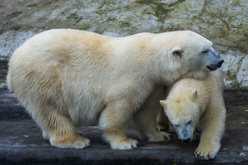 Naklejka na ściany i meble The polar bear is one of the largest terrestrial carnivorous mammals.