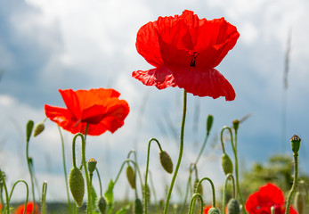 Obraz premium Field poppy's flowers, buds and capsules against the sky