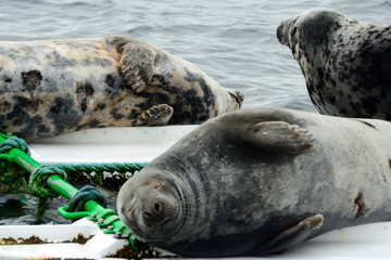 Grey seals, Firth of Forth, Scotland