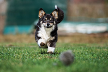 happy corgi dog playing outdoors