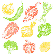 Set hand drawn elements with sketch style fresh vegetables. Different peppers. Artichoke and asparagus. Cauliflower, onions