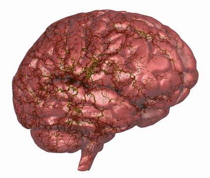 Illustration of the human brain in lateral view