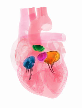 Transparent human heart showing four heart valves