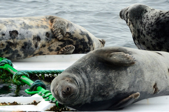 Grey seals, Firth of Forth, Scotland