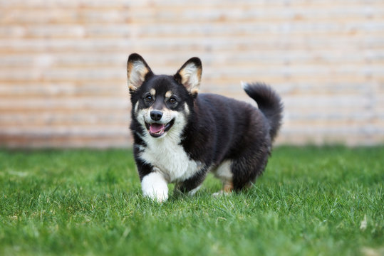 Adorable Tricolor Corgi Dog Walking Outdoors