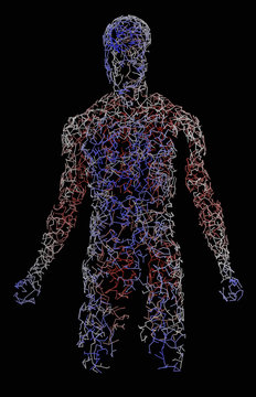 Human body with a fractal network of vessels