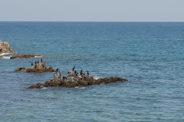 Fototapeta na wymiar Cormorants perched on the rocks