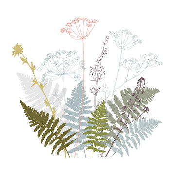 Vector floral illustration with  fern leaves, dill, chicory flowers and shepherd's purse plant .