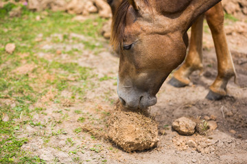 Fototapeta premium Horse eat roots
