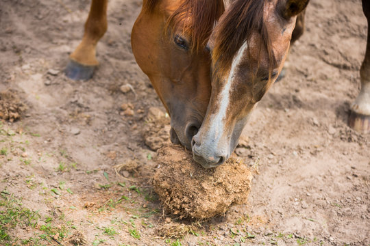 Horses eat roots