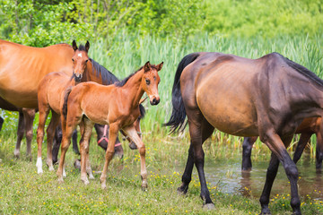 Cute horses on summer meadow