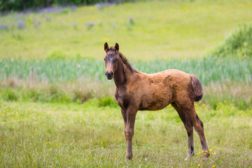Cute foal on a meadow