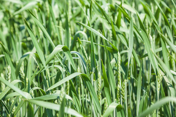 Green wheat field on sunny summer day