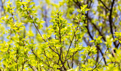 Small green leaves on a tree in spring