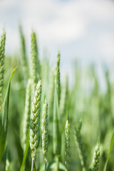 Green wheat field on sunny summer day