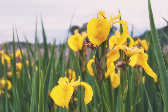 Blooming on the shore of the lake is the flower of the yellow iris pseudacorus