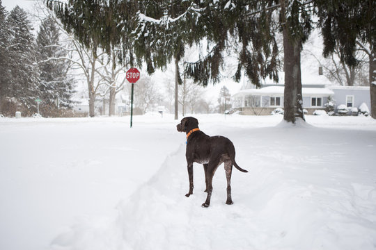 Guard dog standing outside house in snow, Petersburg, Michigan, USA