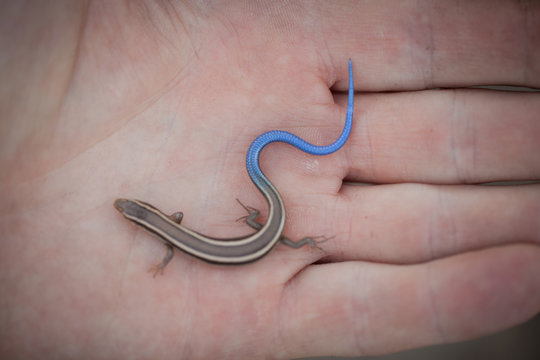 Close up of young mans hand holding a gilbert's skink lizard