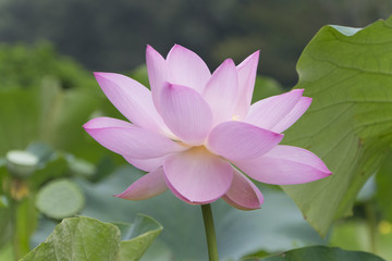 ピンク＆緑のコントラスト