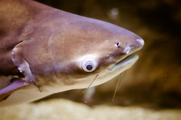 Wonderful and beautiful underwater world with corals and tropical fish