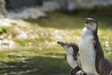 Cute Humboldt Penguins (Spheniscus Humboldt) in a zoo, Vienna, Austria