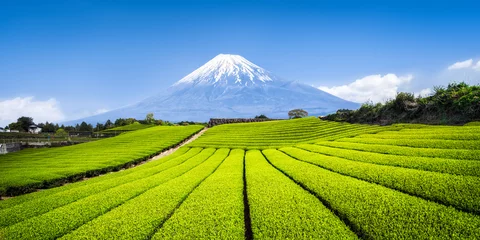 Fotobehang Theeteelt in Japan met de berg Fuji op de achtergrond © eyetronic