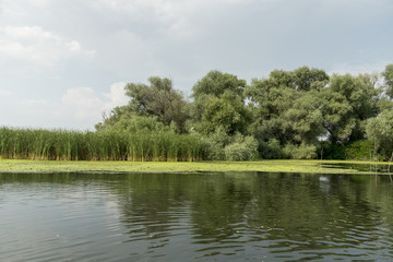 Obraz na płótnie Canvas Landscape with waterline, birds, reeds and vegetation, water reflexions, in Danube Delta, Romania