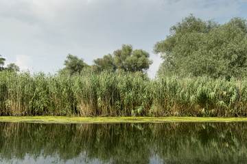 Landscape with waterline, birds, reeds and vegetation, water reflexions, in Danube Delta, Romania