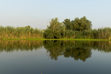 Landscape with waterline, birds, reeds and vegetation, water reflexions, in Danube Delta, Romania