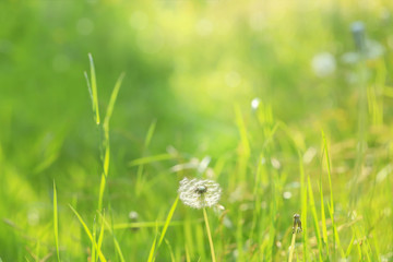 Summer background, blurrred green meadow