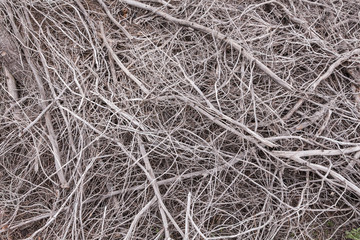 Pile of totally dry tree branches closeup, background/texture.