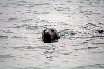 Fototapeta premium Grey seal, Firth of Forth, Scotland