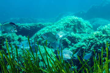 White Bream (Diplodus sargus sargus)