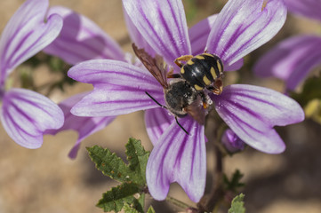 bee sucking on a flower