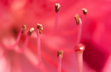 Stamen