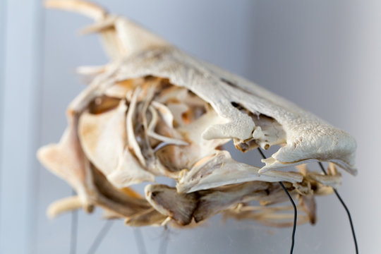 Fish skeleton