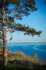 Fototapeta na wymiar Pine on the cliff above the water
