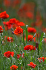 Beautiful Red Poppies in a wheat green meadow. Tuscany, Italy.