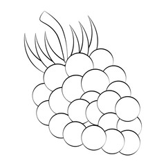 Grapes delicious fruit icon vector illustration graphic design