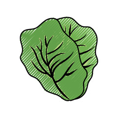 Fresh lettuce food icon vector illustration graphic design