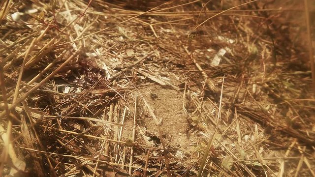an Earth Wasp is Moving Around His Burrow in Land