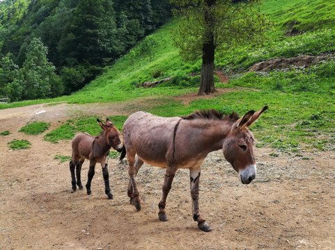 Asini al pascolo in valle brembana
