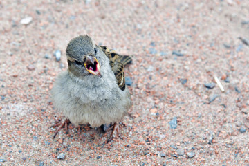 Bird sparrow on the ground