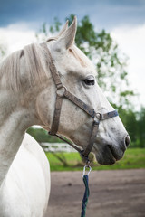 White horse on a leash, closeup outdoor photo