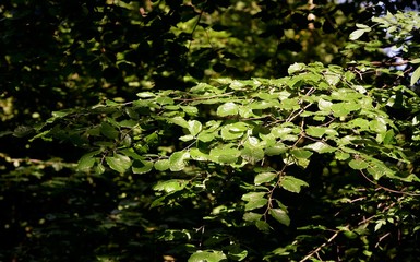 forêt....arbres